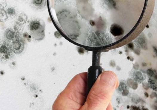 Kenjura Mold Removal