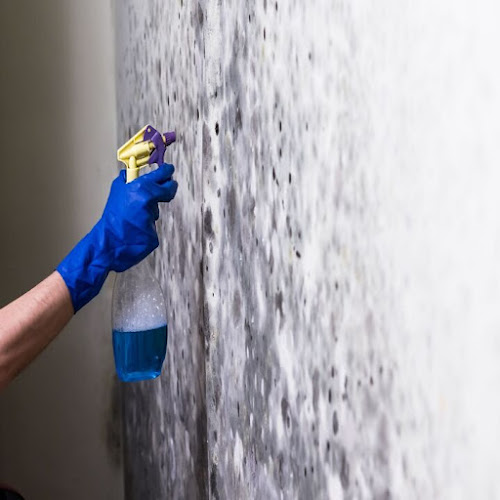 Mold Experts of Salem
