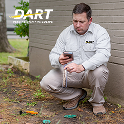 Dart Services