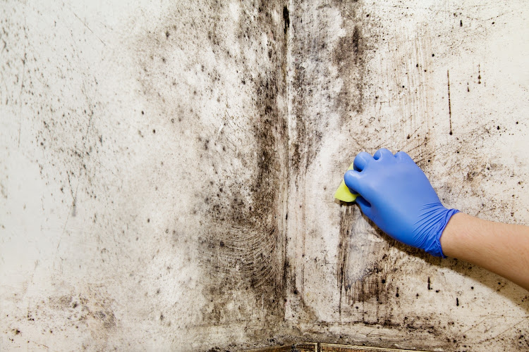 Chicago Mold Specialist