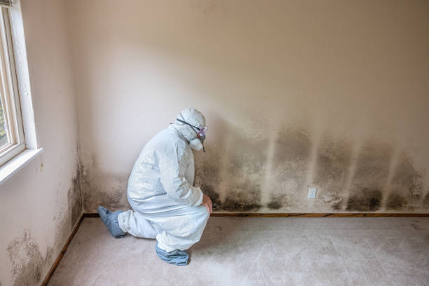 Knappert Elite Mold Removal Solutions