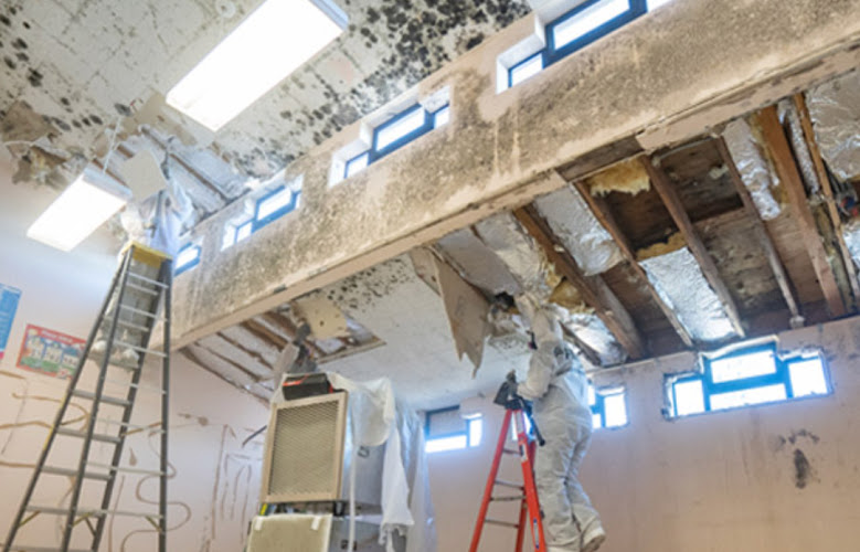 Rapid Mold Solutions & Restoration