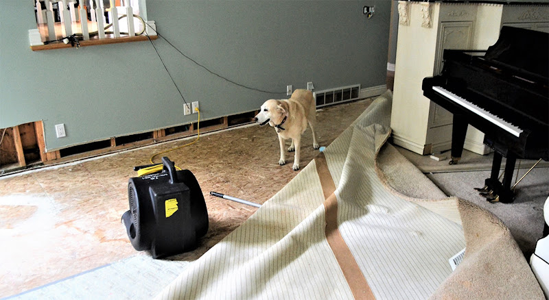 Rapid Mold Remediation & Restoration