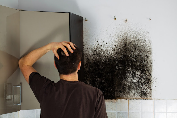 Mold Inspection Houston