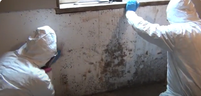 Urgent Mold Removal San Antonio