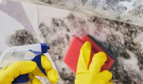 Mallu Mold Remediaton