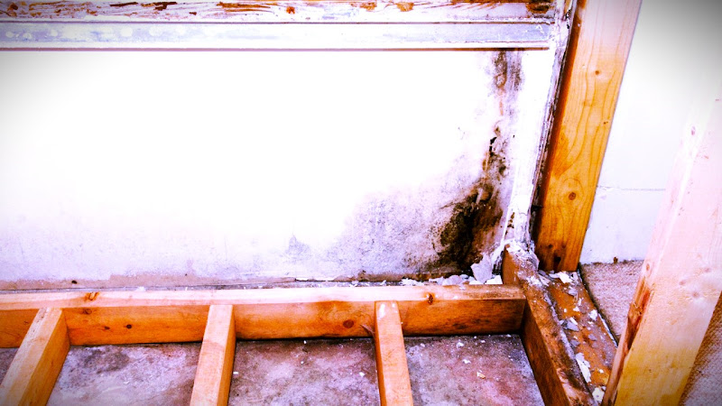 Plastyx Mold Remediation