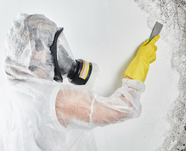 Sutton Mold Inspection & Removal Of Orange Beach