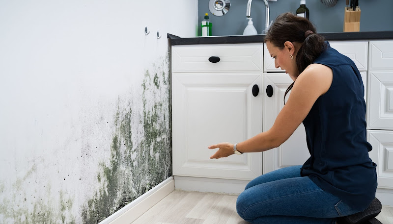 Evergreen State Mold Inspection