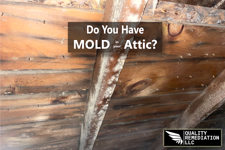 Quality Mold Remediation