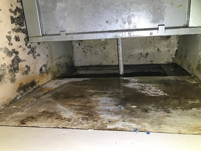 Reliant Mold Testing & Inspections