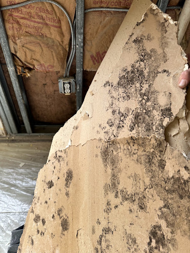 Affordable Mold Inspection