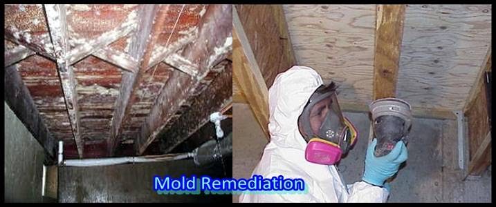 Advanced Mold Testing