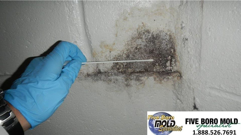 Five Boro Mold Specialist
