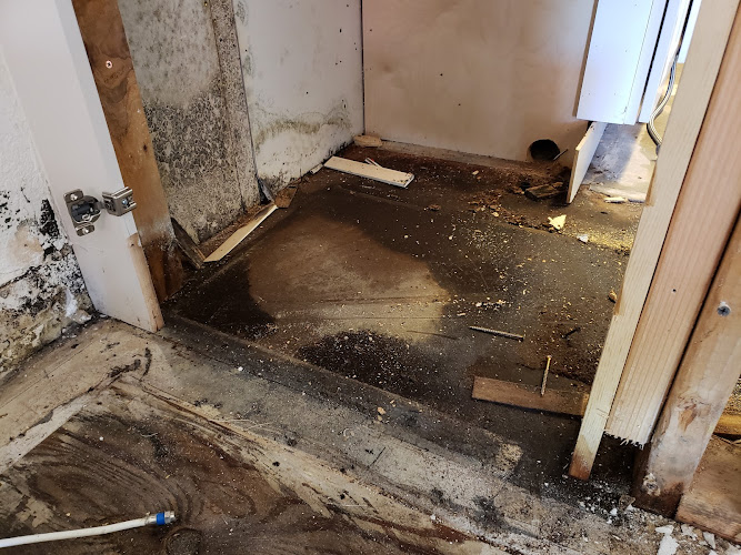 1 Day Mold Removal Testing Inspection