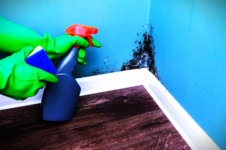 Gestalt Mold Remediation