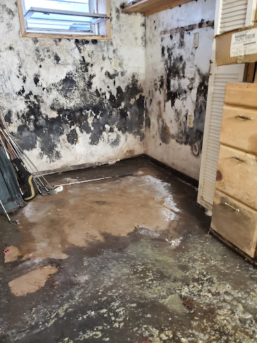 Newark Mold Removal & Inspection Services