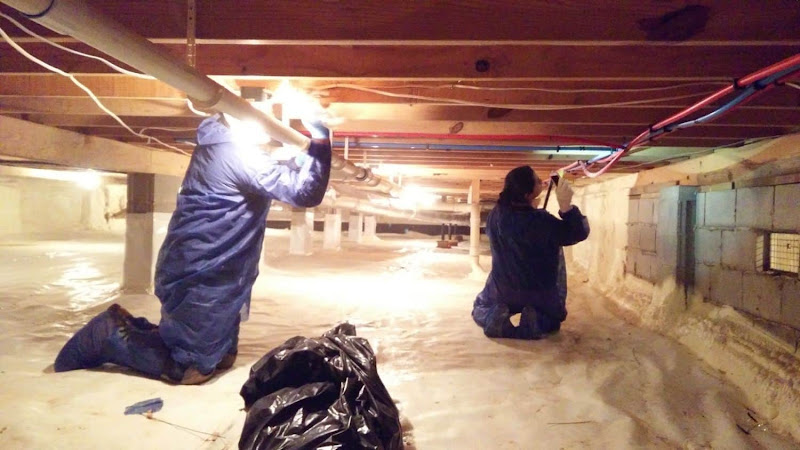 Palmdale Mold Remediation Company