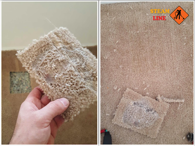 SteamLine carpet cleaning restoration