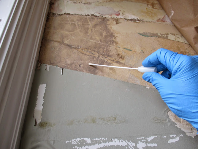 Apex Mold Specialists