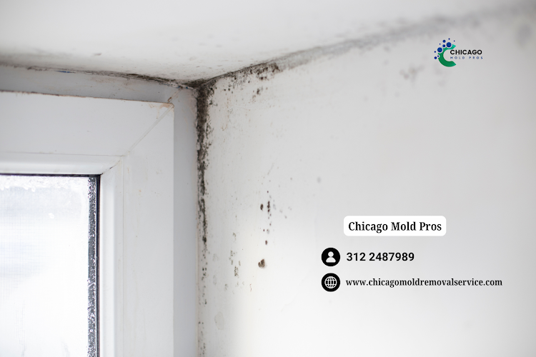 Chicago Mold Pros