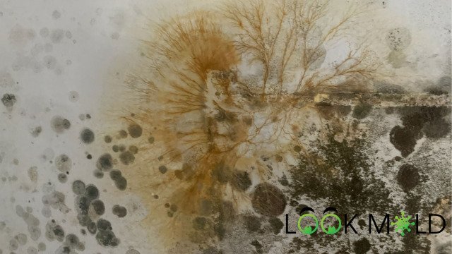 Mold Remediation Solutions LLC