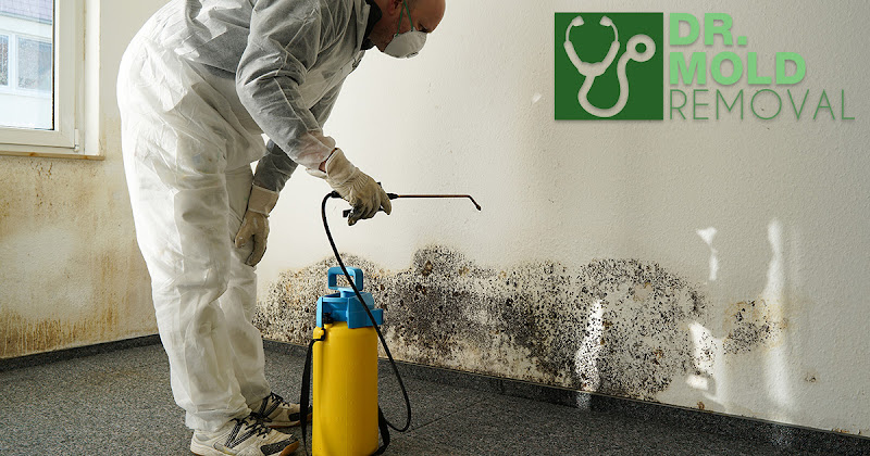 Dr Mold Removal