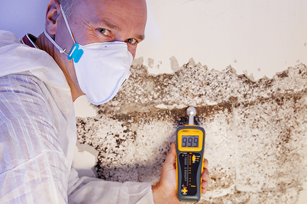 Mold Remediation Pros