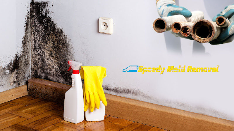 Speedy Mold Removal