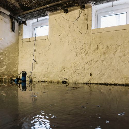 Bloom Mold Remediation