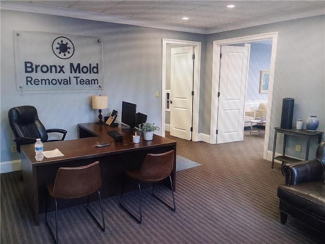 Bronx Mold Removal Team