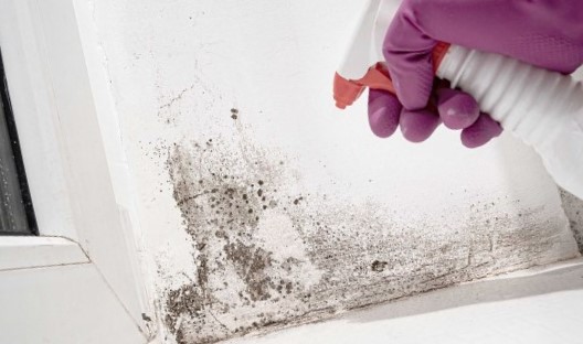 Loteria Mold Remediation