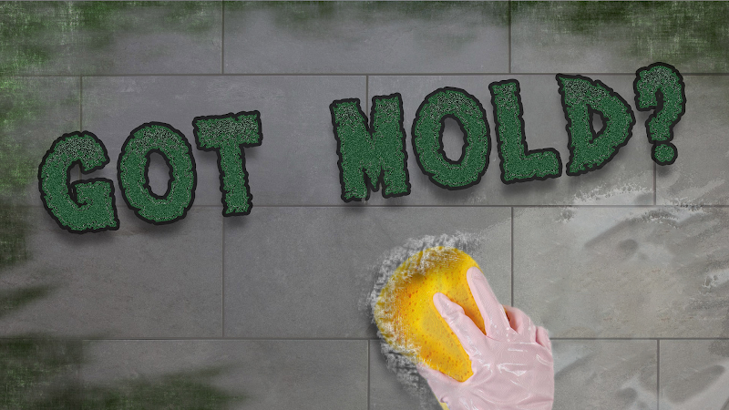 Mold Clean Pro