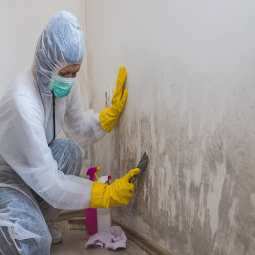 Fleming Island Mold Solutions
