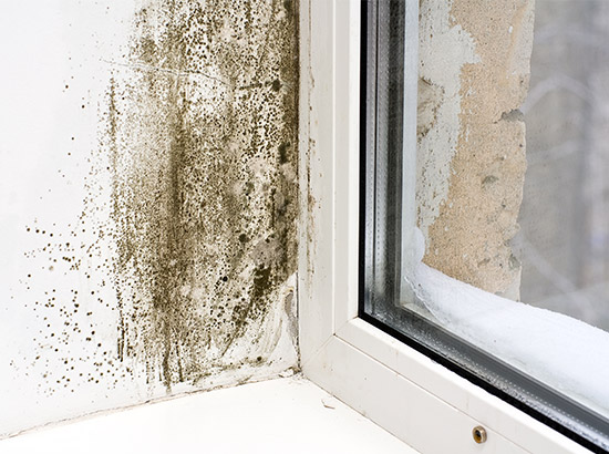 Everett Mold Removal Co.
