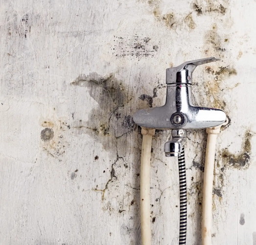 Fejib Mold Removal Reading