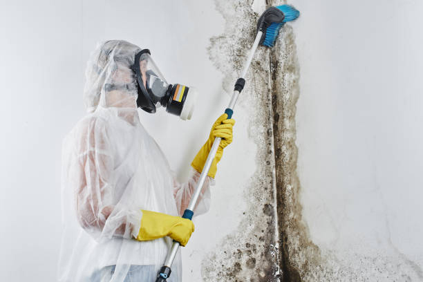 Phoenix Mold Removal - Mold Testing & Remediation