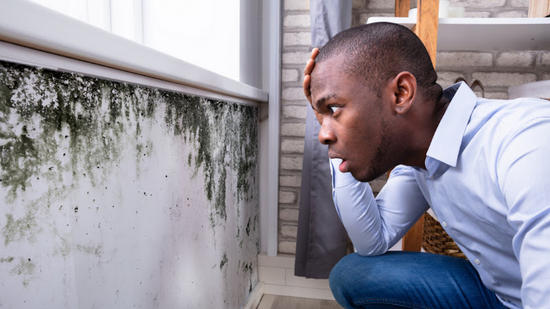 Leonine Building Solutions