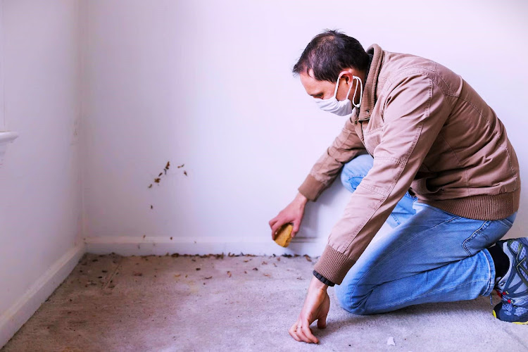 Evolu Mold Remediation