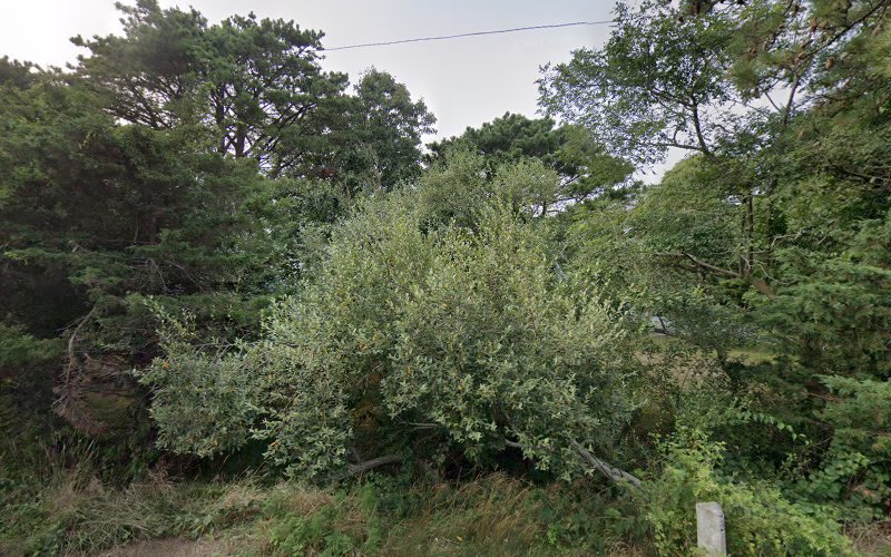 Cape Cod Mold Removal