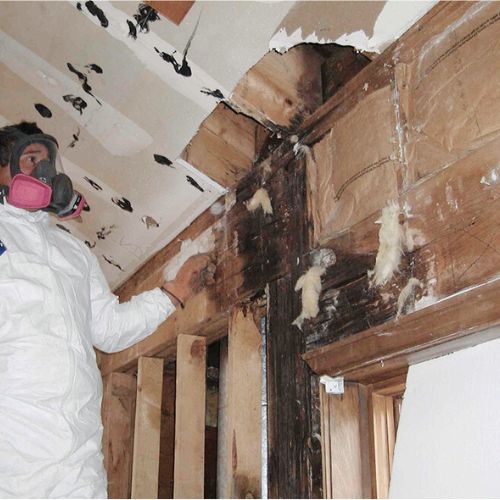 Facterel Mold Testing