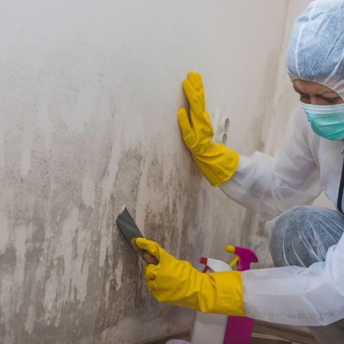 Nalgavit Mold Removal