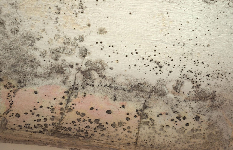 Mold Experts of Houston