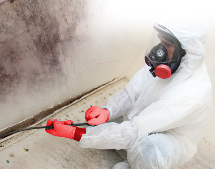 Mold Remediation Pro's