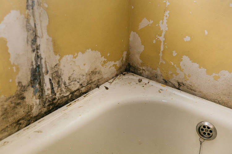 Mold Experts of Staten Island