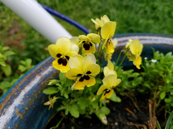 Custom Carpet Cleaning