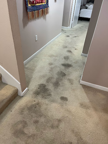 ZEST Carpet, Rug & Upholstery Care