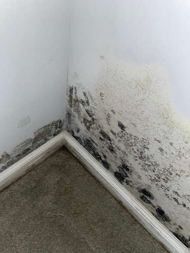 MoldStar Remediation