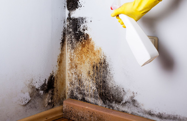 Mold Experts of Columbia
