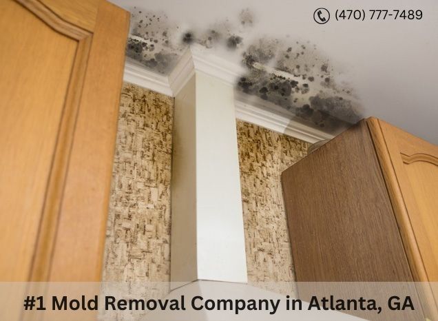 Noyew Mold Removal Brookhaven